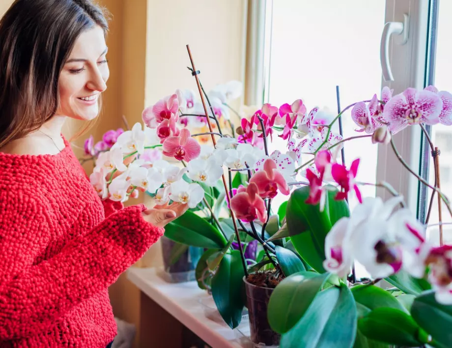 Коя е най-подходящата температура за орхидеята през зимата?