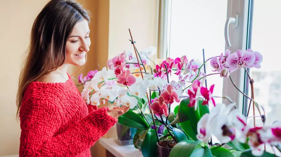 Трикове за БУЕН цъфтеж на вашата орхидея