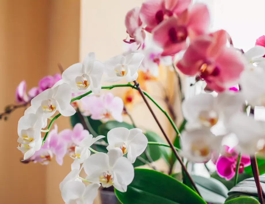 Внимавайте при поливането на орхидеята през зимата – ето защо