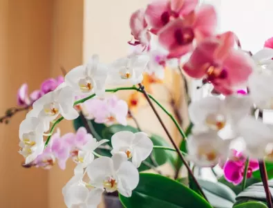 Орхидея и 5 тайни за перфектно цъфтящо растение