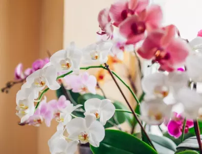 Орхидея у дома: От колко светлина се нуждае?