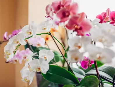 Орхидеи - Как да ги съживим с ТАЗИ специална вода