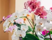ВАЖНО: Осигурете тези 3 неща за орхидеята, когато дойде есента