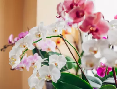 Какво трябва да знаем за размножаването на орхидеите?
