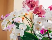 Грижа за орхидеята през зимата - ето какво е важно да знаете