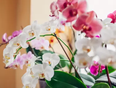 Грижа за орхидеята през зимата - ето какво е важно да знаете