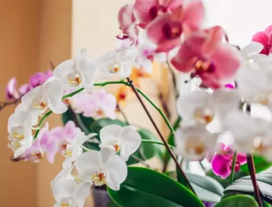 НЕ слагайте саксията с орхидеята до тези цветя