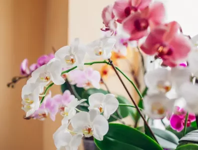 Защо се стига до изсъхване на стъблото на орхидеята?
