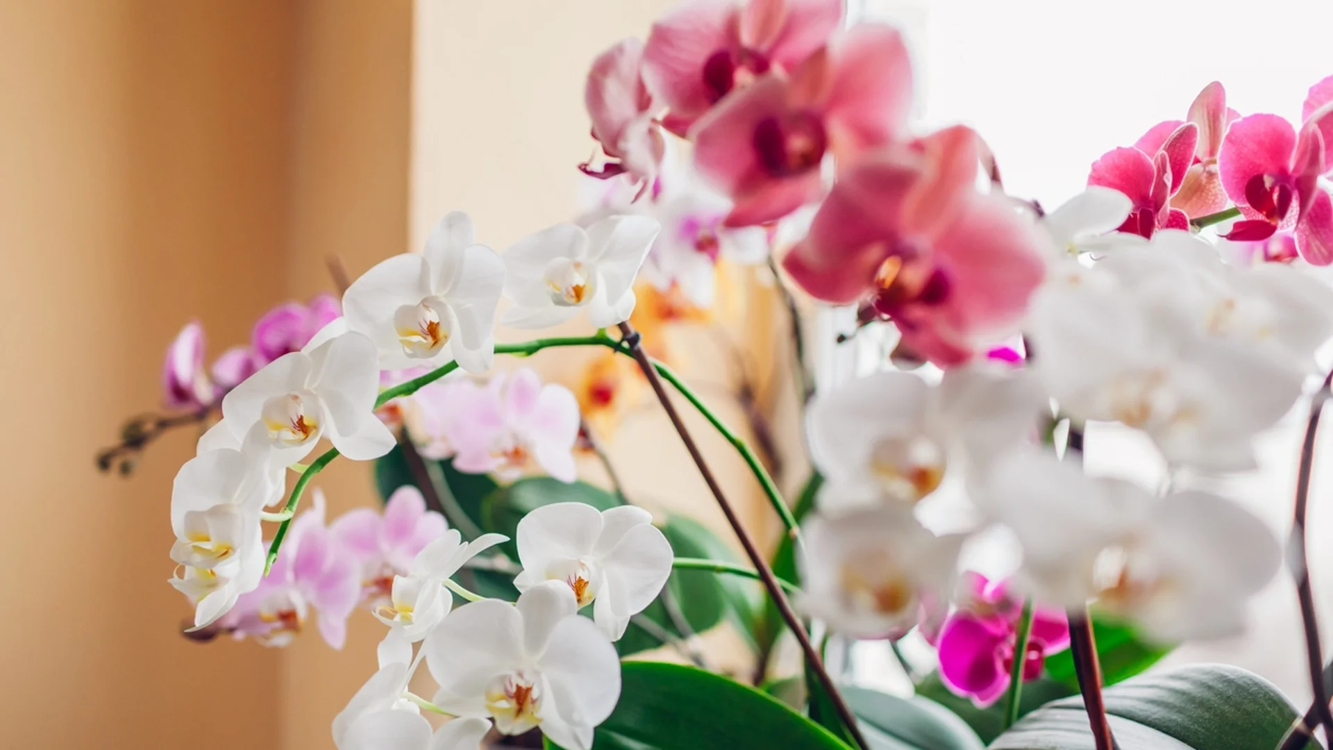 Добре ли се грижа за орхидеята? Листата ще ви подскажат