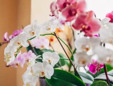 Добре ли се грижа за орхидеята? Листата ще ви подскажат