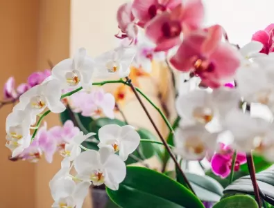 Как да се грижим за орхидея, която е спряла да цъфти