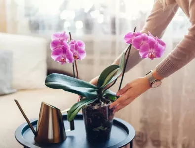 Как се прави размножаване на орхидеи от корен?