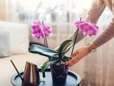 Правилно ли поливам орхидеята?