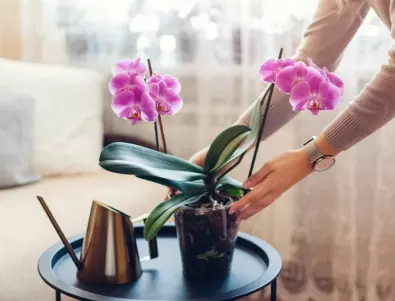 5 разновидности на най-красивите и непретенциозни орхидеи
