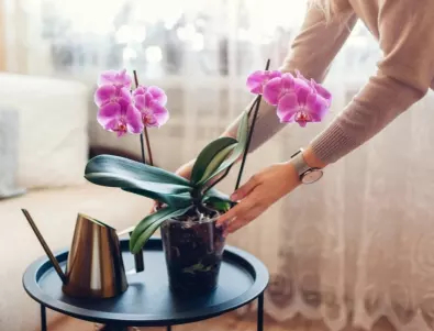 Домашният субстрат за орхидеи: Как да гарантираме постоянен цъфтеж