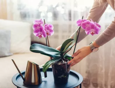 Методът, който ще съживи изсъхналата ви орхидея