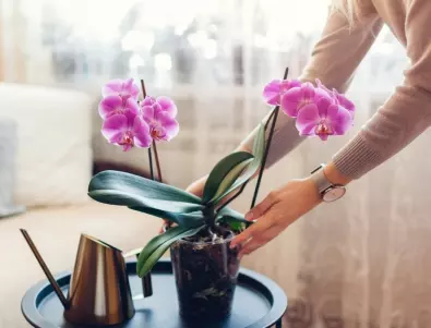  Причини орхидеята да увяхва и какво може да направите