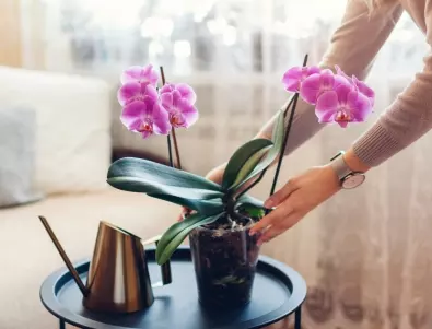 За да цъфтят орхидеите целогодишно, правете ТОВА