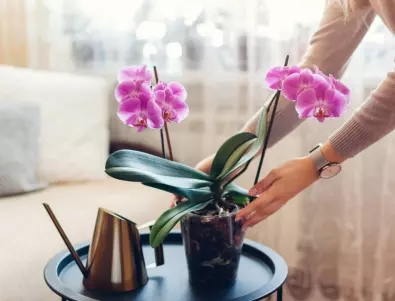 Как да спасите своята орхидея от топлите дни на лятото?