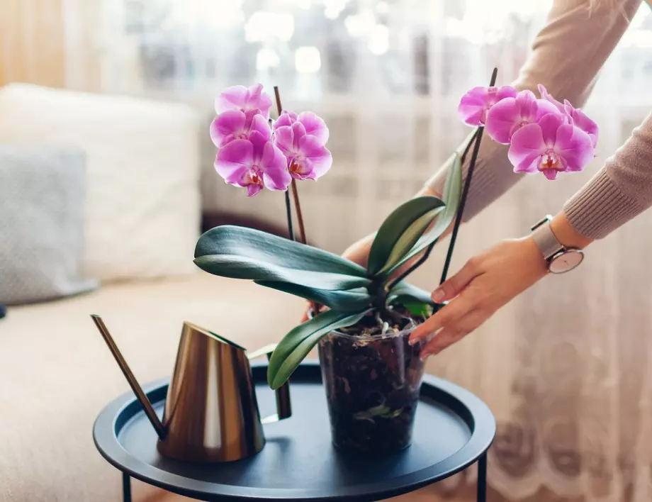 Удължете цъфтежа на орхидеята с ТОЗИ прост трик