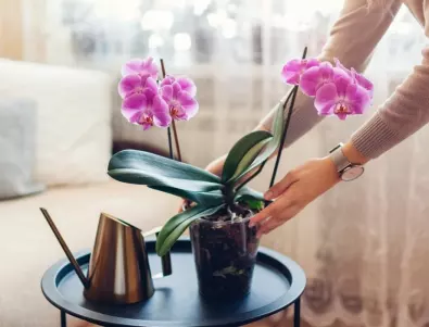 Добра грижа за орхидеята, за да не спира да цъфти