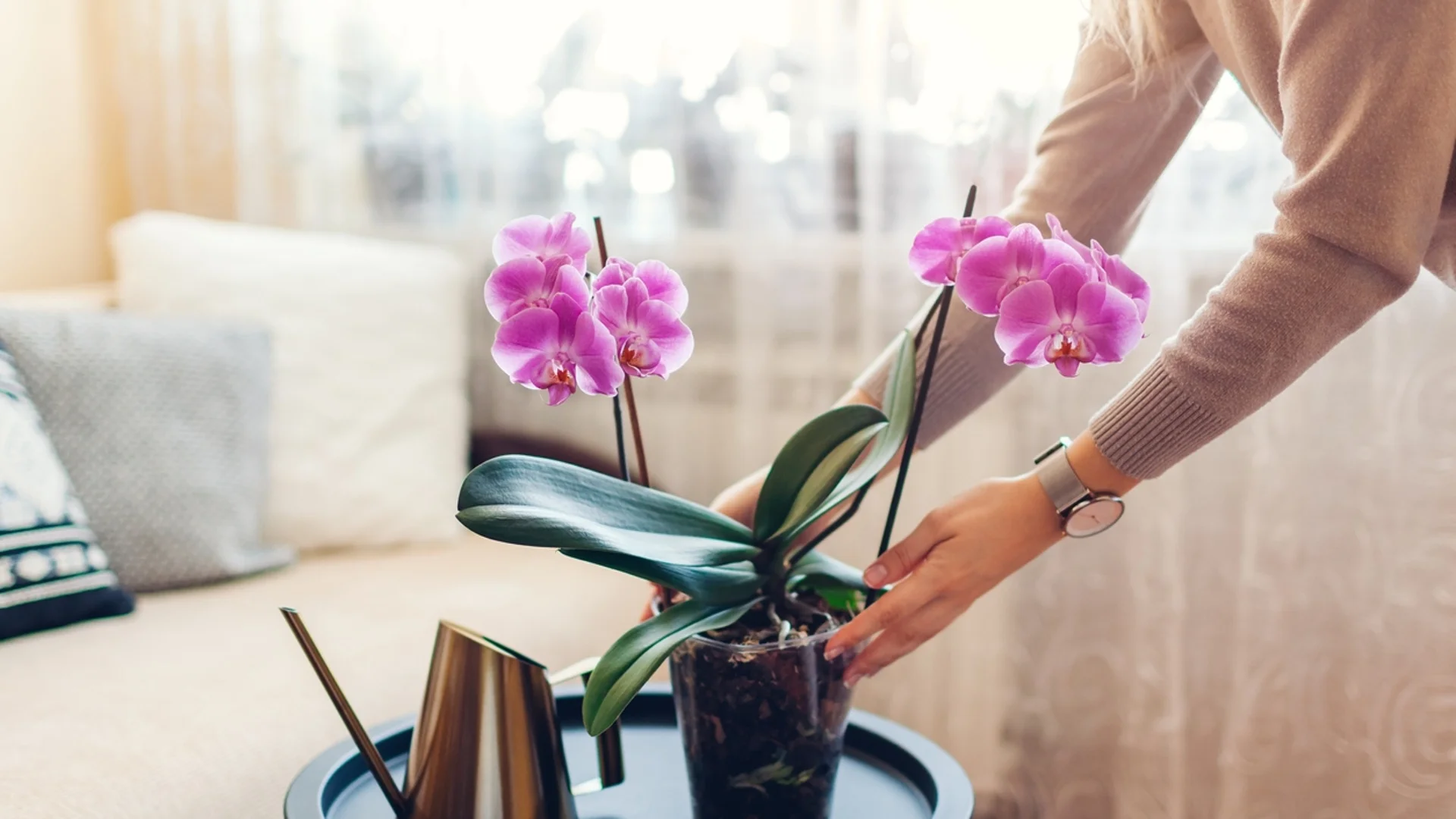 Орхидеята и най-добрата грижа за нея за чудесни цветове