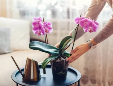 Орхидеята и най-добрата грижа за нея за чудесни цветове