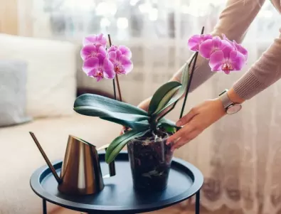 Ето за какво да внимавате при поливане на орхидеята