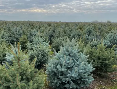 Все повече български живи елхи за Коледа