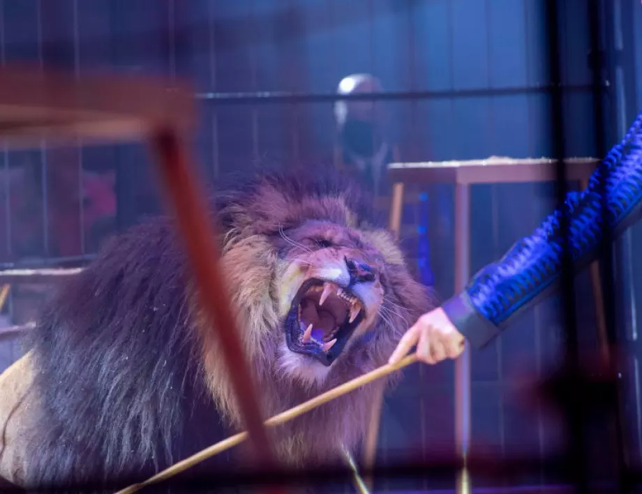 Лъв нападна дресьор по време на цирково представление в Русия (ВИДЕО)