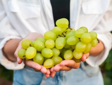 Кога е задължително да се бере гроздето?