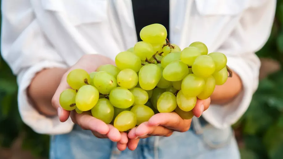 Кои са най-известните български сортове грозде?