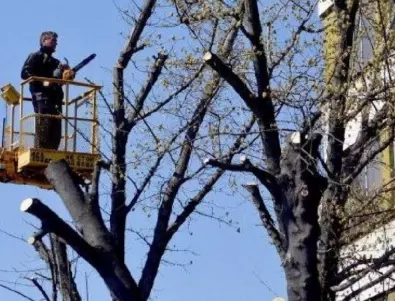 Община Казанлък налага промени в движението заради почистване на дървета