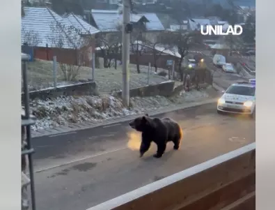 Като на филм: Румънската полиция преследва мечка насред улицата (ВИДЕО)