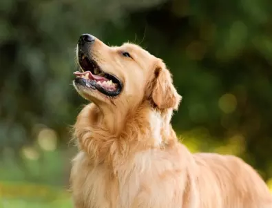 Тези кожни болести се лепят лесно при всяко куче - ето как да го предпазите!