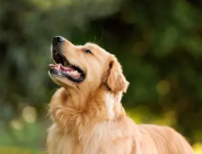 Кои породи кучета се радват повече на хората, отколкото на другите четириноги