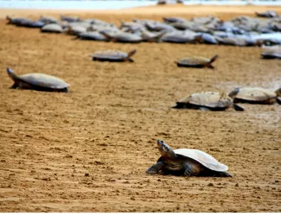 Заснеха излюпването на стотици хиляди бебета костенурки по поречието на Амазонка (ВИДЕО)