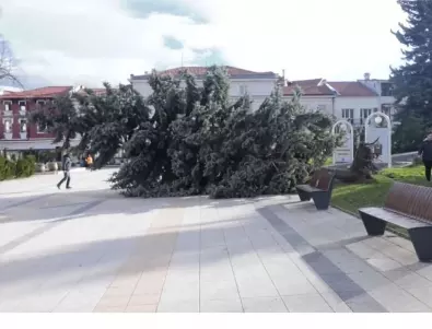Дърво падна върху мъж в Пловдив