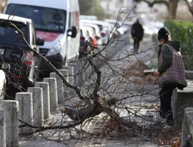 Най-малко 44 коли са пострадали от падналите дървета в Пловдив 