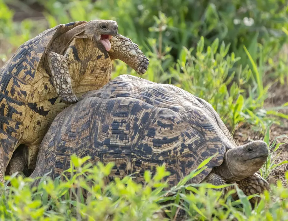 Откраднаха застрашен вид костенурки от зоопарк във Великобритания