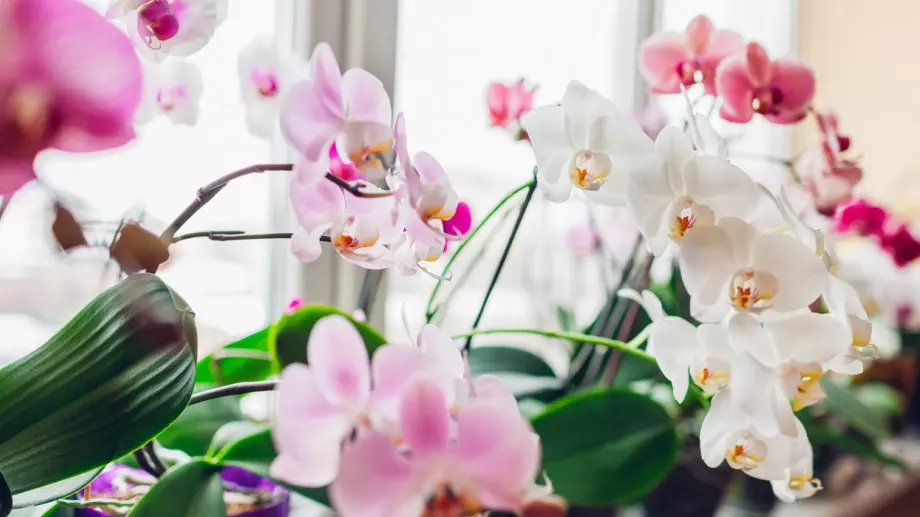 Най-лесните и необичайни начин да пресадим орхидеите бързо и ефективно