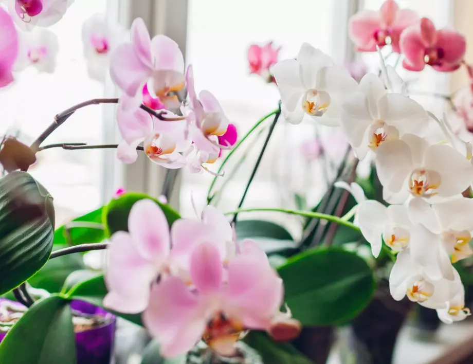 Най-лесните и необичайни начин да пресадим орхидеите бързо и ефективно