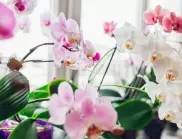Оризовата вода - тайната за здрави орхидеи 