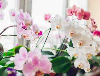 Тази СМЕС ще накара орхидеята ви да цъфне както никога досега