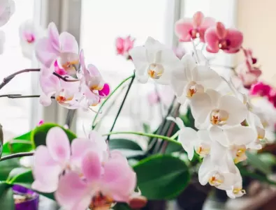 Как да получите две орхидеи от една?