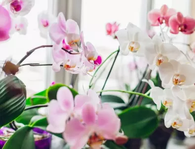 5 грешки, които съсипват орхидеята - не ги правете