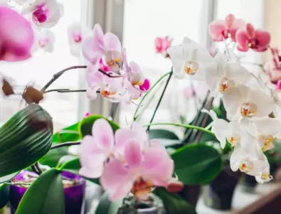 Чесновата вода - тайното оръжие за красиви и здрави орхидеи