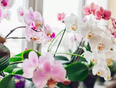 Буен и непрекъснат цъфтеж на орхидеята - тайната е в тези съставки