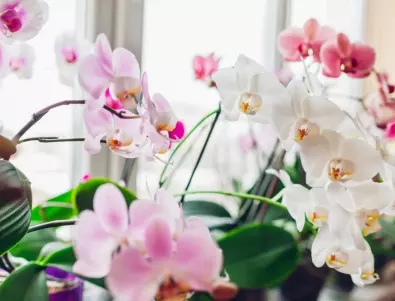 5-те вида орхидеи, които се отглеждат най-лесно