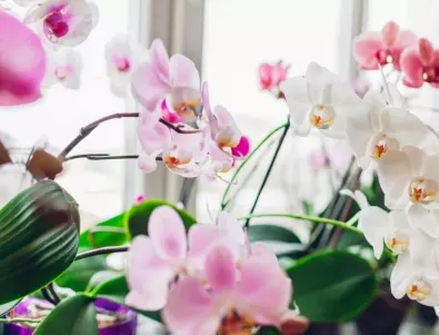 Идеалният разтвор за орхидеи за БУЕН цъфтеж